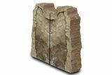 Tall Petrified Wood Bookends - Sweet Home, Oregon #382153-2